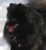 Rus Haus Vorhut Ridzhi Black