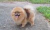 Baltijos Triumfas Happy Every Day Sophie