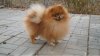 Chartlivus Pom Key Magis