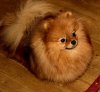 Chartlivus Pom Glering Gift