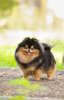 Luxurypoms Jennifer Lovely