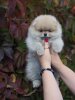 Puppy-Boom Innova Yasmina