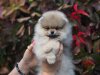 Puppy-Boom Innova Yaromira