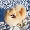 Kama Pom Stayl Milana