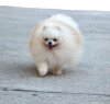 Onli May Pom Kel'vin Boy