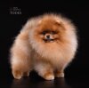 Divu Divite's Tod's