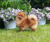 Pomdream Jardin Fleury