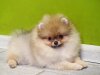Pom Dream Trixie