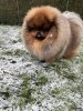 Royal Boy Oskar