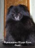 Yorkamania Uzora Black Finchs