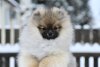 Snou Dey Stefan