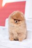 Mariche Pom Independent Boy