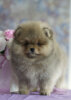Dolce Pom Diamant Melody Of Viktory