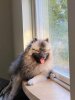 Odin