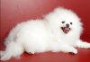 Snow Spitz Viva True Victoria