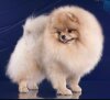 Pom Talisman Biatrice