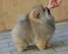Marmeladnyy Mishka S Buhty Appolona