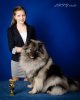 Schone Hund Tatta Knor