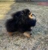 Pom Na Million Rokki