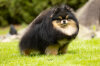 Sunny Pom Soffin Dzhuss