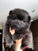 Ares