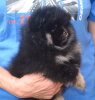 Yultu Zabar Taro