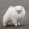 Magic Pom Style Diamond Are Forever
