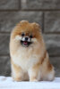 Diamond Crumb Tiffani Divajn Smajl
