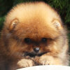 Lave At First Sight