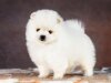 Ledi-Pom-Charm Aura Quantum Force
