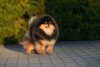 Ange De Pom Alex