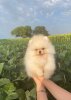 Rolling Snowball Dog Hause Hernaus