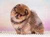 Ledi-Pom-Charm Beautiful Flame