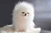 New's Pomeranian Blacky