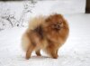 Jul's Poms Firefox
