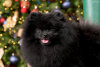 Pom Dream Sirius Black