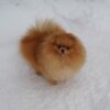 Kitlen Kool As Ice
