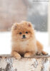 Dolce Pom Diamant Pandora Drayv