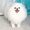 Snow Spitz Diva Viktoria