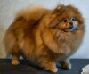 Yu G Style Zeya Fluffy Tail
