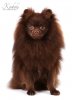 Pom Galaxy Karter