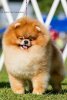 Moxiepoms Harry Haris