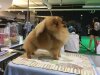 Moxiepoms Diana The Princess