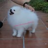 Bonbon Unica Positive White Boy