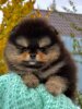 Kama Pom Stayl Teya