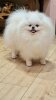 Champion Of My Heart Winny