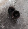 Pom Dream Fargo