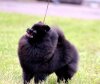 Perfect Black Lady Tai Lauras