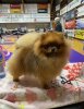 Patrik Pom Berserk