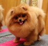 Selebriti Dog Lavstori Olimpiya